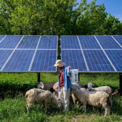 Two solar panels with person wearing hat and sheep standing in front